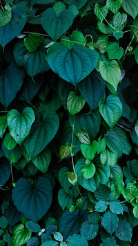 Close-up of plants in Mumbai, India