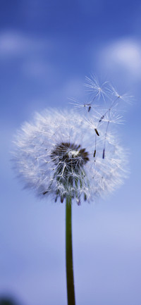 The beauty of plants-PAIXIN