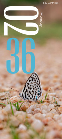 Colorful Butterfly