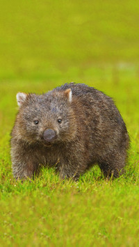 Australian koala