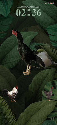 Rooster Chicken