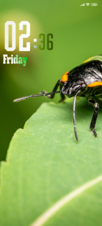 Beetal
