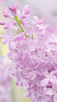 甜美丁香花