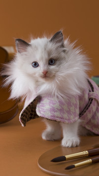 Noble puppet cat among cats