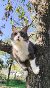 The fatter a furry friend is the more dangerous it is
