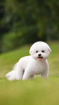 Is calcium supplementation for dogs a tax on intelligence