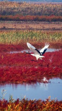 Redcrowned cranes at panjin red beach