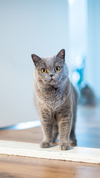 猫咪饿了的表现
