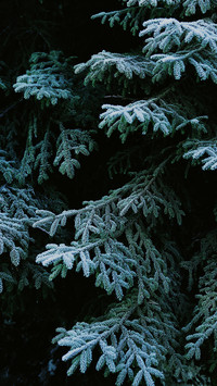 Todays light snow solar term 36