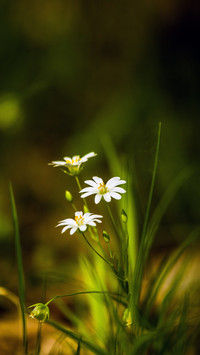 Fresh and natural wildflowers