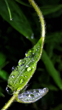 Spring scenery-18