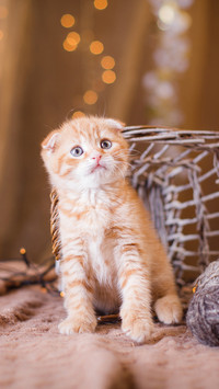 luck cat-PAIXIN