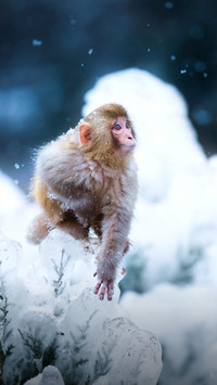 大雪中的太行猕猴