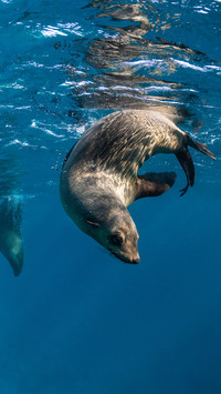 The sea dog under the water surface