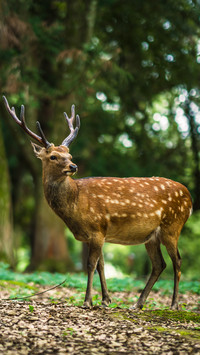 Naras little deer