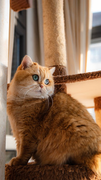 You can do a pet medical examination without leaving the