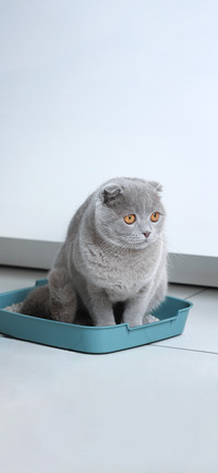 英短蓝猫-拍信图库