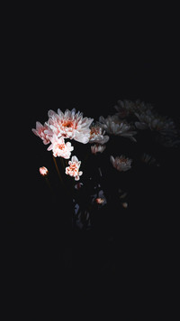 孤芳自赏