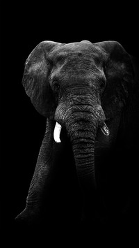 Black and White Photography Art