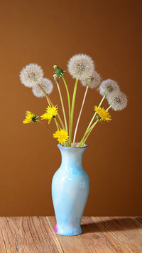 What are the effects of dandelion soaking water 8