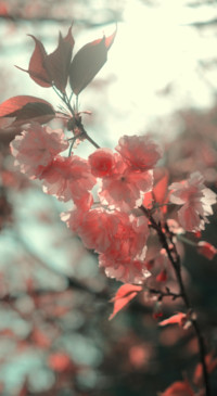 Travel JPN (5)