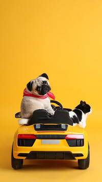 Travel-Ready Jack, Packed with Personality