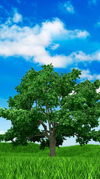 Green grass and blue sky
