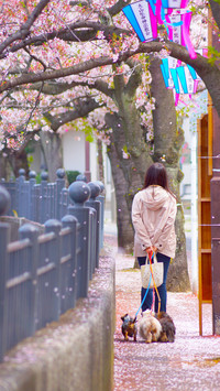 Cherry blossoms in splendor
