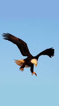 White headed sea eagle 42