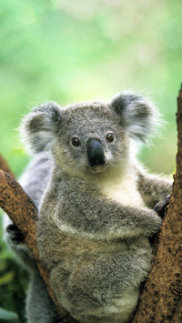Koalas sleep for 22 hours every day