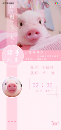 小粉猪