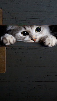 The kitten in the box