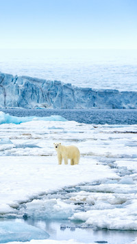 Female polar bear walking on pack ice