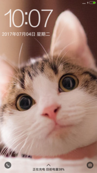 可爱猫咪