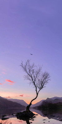 Purple Style6.jpg
