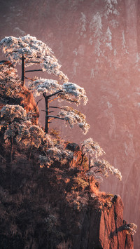 Soaring Wind, Proud Snow