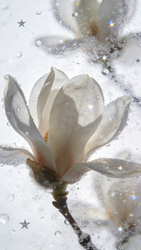 雾窗花屿，星落繁花