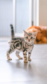 Cute American short hair cat cub