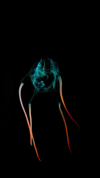 Amoled HD  (26)