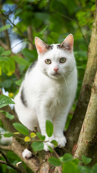 Lovely animals-01