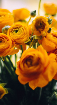 Yellow (8)