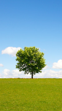 Green eye protection prairie wallpaper