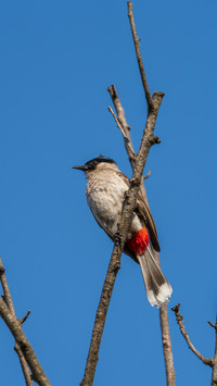 Red rumped bulbul