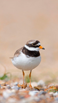 Adult plover