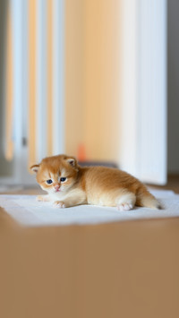 What are the characteristics of the superstar owner s cat