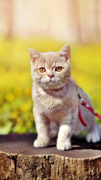 如何拒绝猫的叫早服务