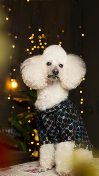 Dog Fashion Show 2
