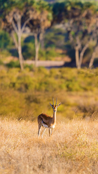 Thomson's Gazelle in Africa