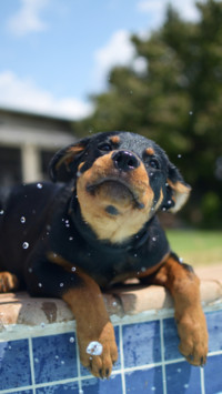Puppy Love (2)