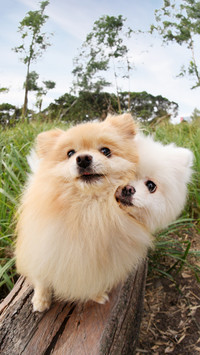 A pair of pomeranian dogs